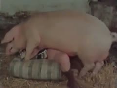 Big pig fucking woman in classic vintage bestial porn